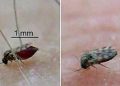 9 Cách Đuổi Dĩn Hiệu Quả – An Toàn – Tức Thì Khi Thời Tiết Ẩm Ướt