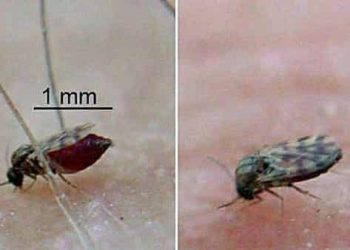 9 Cách Đuổi Dĩn Hiệu Quả – An Toàn – Tức Thì Khi Thời Tiết Ẩm Ướt