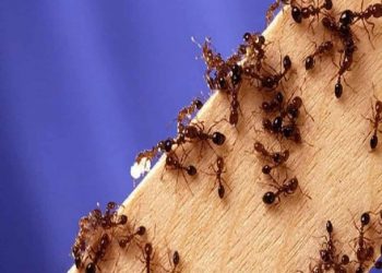 Top 10 cách đuổi kiến lửa/ kiến ba khoang hiệu quả mùa mưa