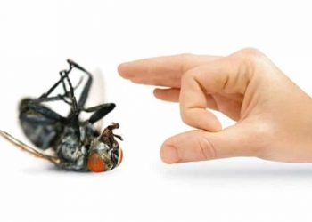 10 Mẹo Đuổi Ruồi Ra Khỏi Nhà Đơn Giản, Hiệu Quả 100% Vào Mùa Hè Oi Bức