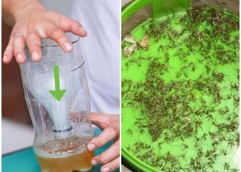 8 Cách Đuổi Muỗi Trong Phòng Tự Nhiên – An Toàn – Hiệu Quả