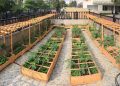 Lợi Ích Khi Thiết Kế Vườn Rau Tại Nhà - TOP 15+ Mẫu Vườn Rau Đẹp Tại Nhà