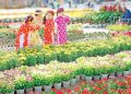 Đầu Năm Nên Mua Cây Gì Để Cả Năm Phát Tài Phát Lộc?