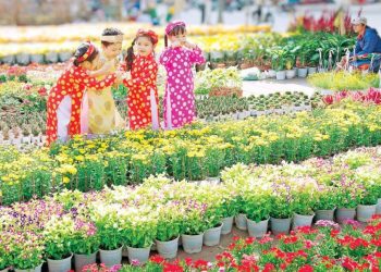 Đầu Năm Nên Mua Cây Gì Để Cả Năm Phát Tài Phát Lộc?